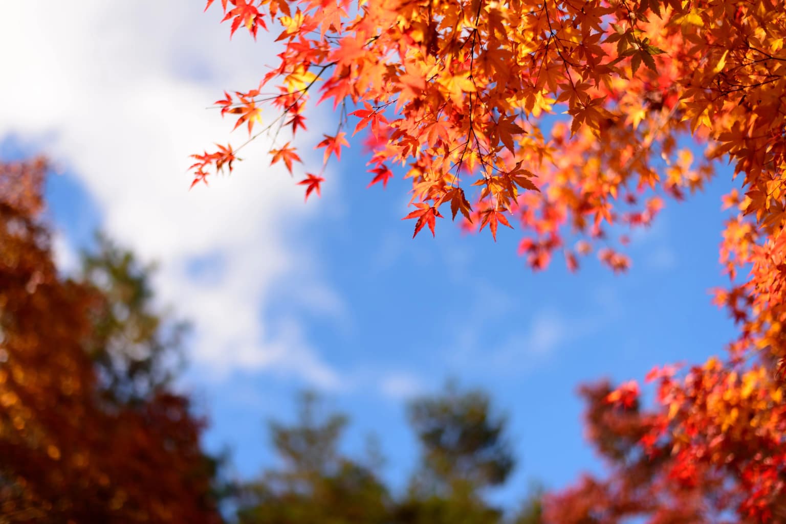 カラフルな紅葉を楽しもう!