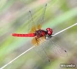 ハッチョウトンボ