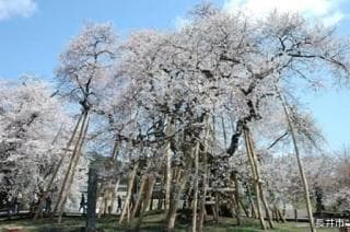 伊佐沢の久保ザクラ