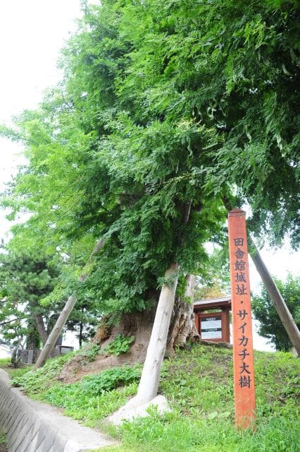 田舎舘城址・サイカチ大樹
