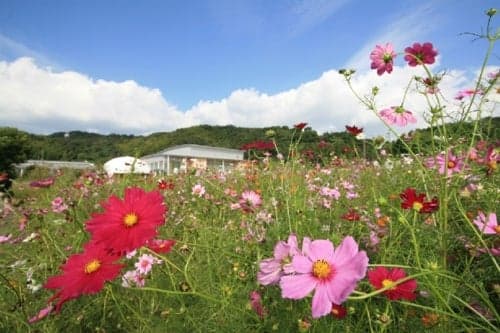 スポーツ公園コスモス