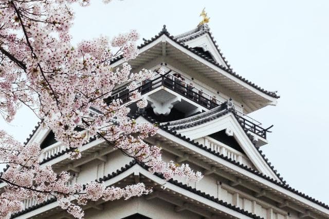 上山城(桜)