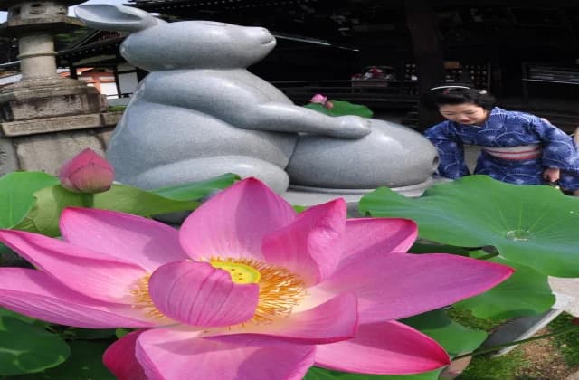 三室戸寺のハス
