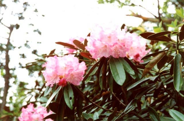 犬ケ岳のツクシシャクナゲ