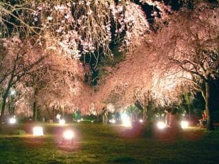 しだれ桜ライトアップ