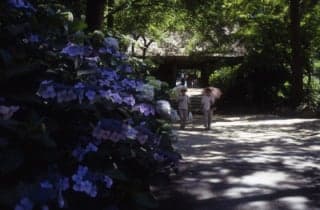 阿弥陀寺あじさい1