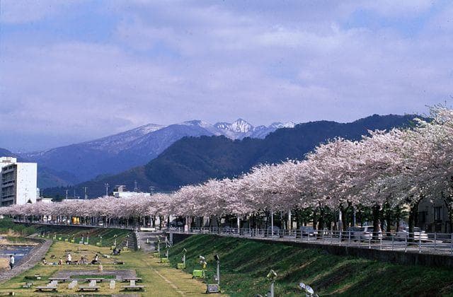 馬見ヶ崎河畔の桜