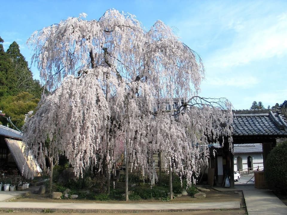 大野寺の桜