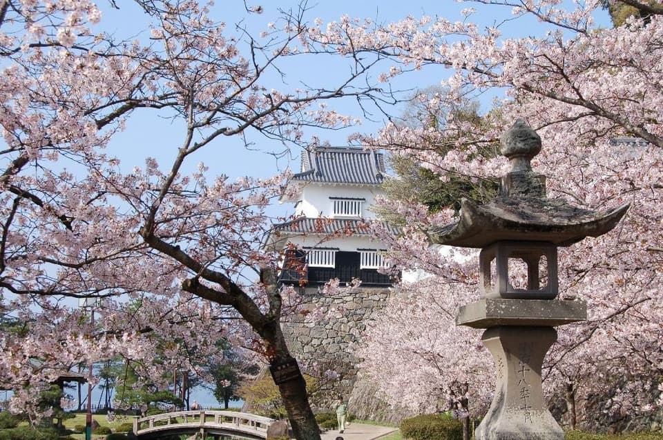 大村公園(玖島城跡)の桜