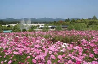 コスモスまつり