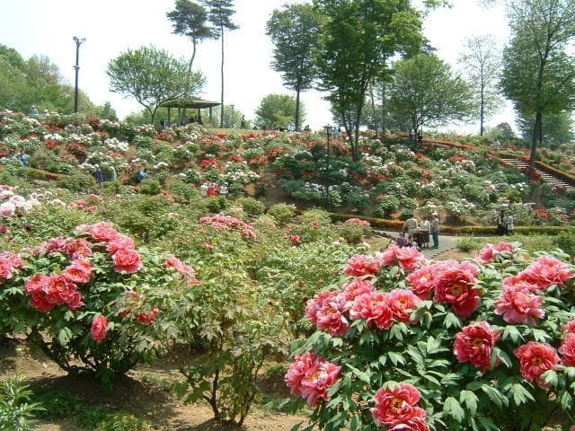 東松山ぼたん園