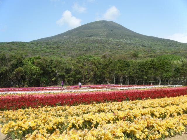 フリージア畑(観賞用)