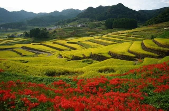 鬼木棚田