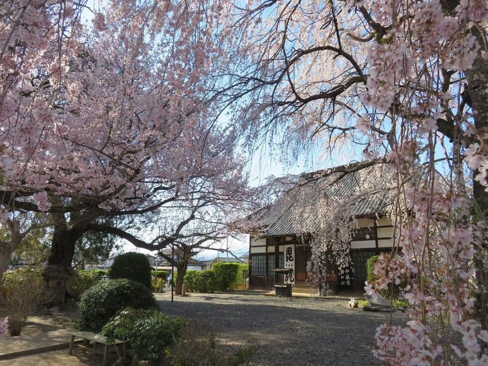 本堂前の庭園に4本のシダレザクラと2本の大山桜が咲き広がります。見ごろ4月上旬~中旬