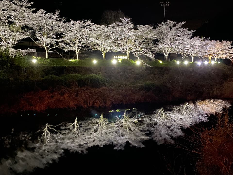 香東川に映る桜