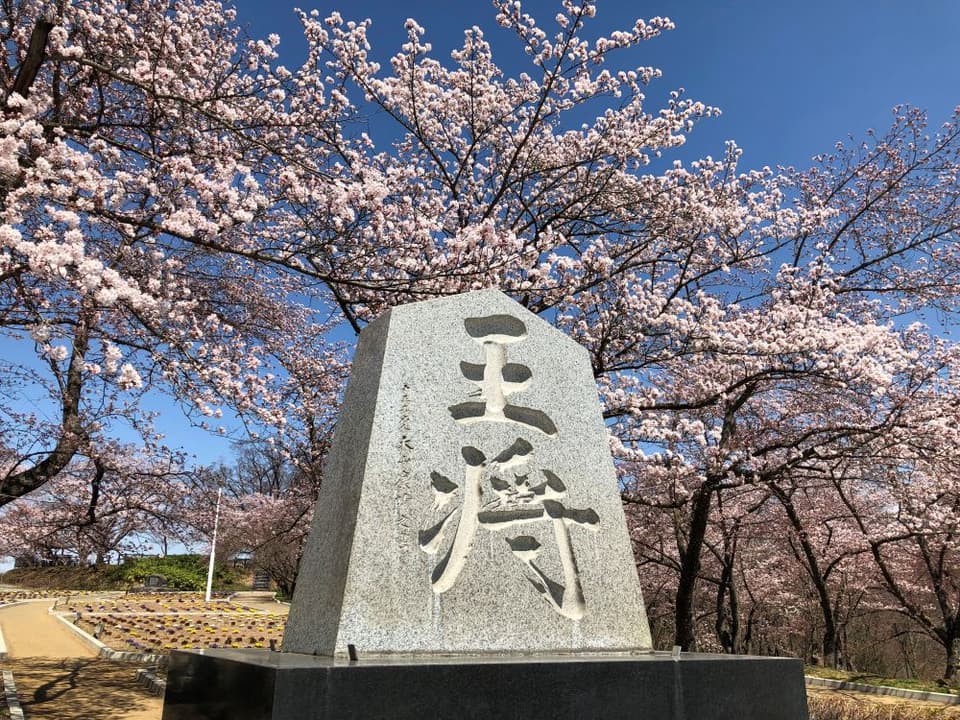 天童公園(舞鶴山)の桜