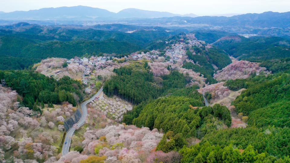 吉野山の桜