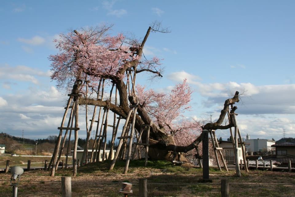 伊佐沢の久保ザクラ