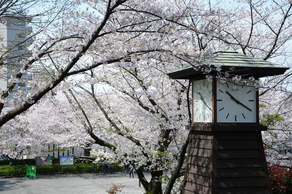 飛鳥山公園の桜