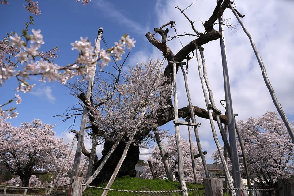 伊佐沢の久保ザクラ