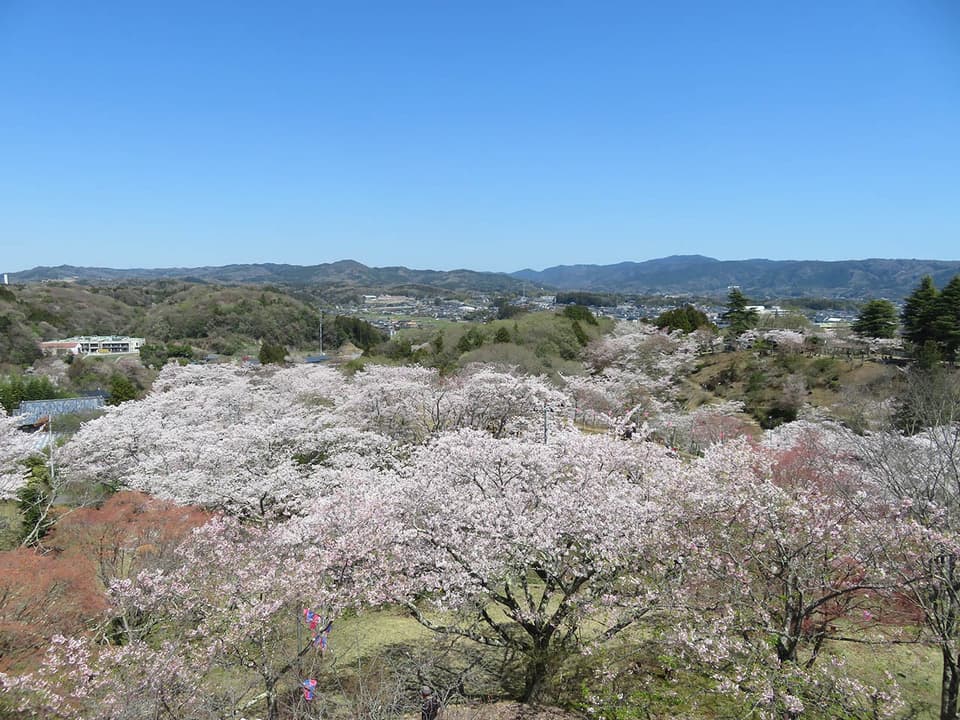 西山公園の桜