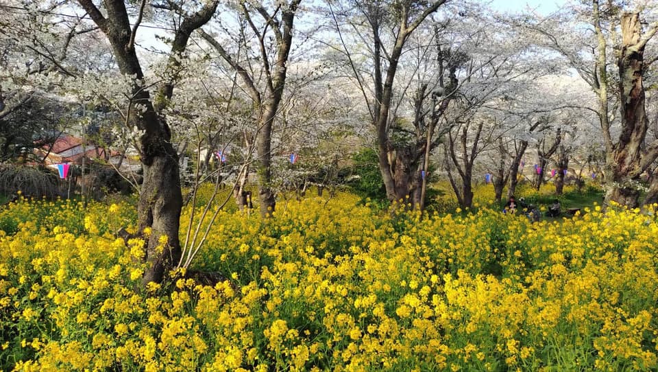 鶴舞公園(県立笠森鶴舞自然公園)の桜